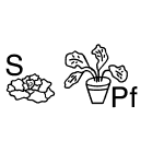 SP Anl Pflanzen