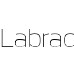 LabradorAW03-Thin