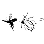 Insects