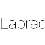 Labrador A Hairline
