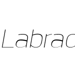 Labrador B Thin Hairline