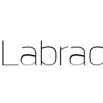 LabradorBW01-Thin