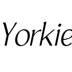 Yorkie DEMO