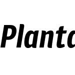 Plantago Condensed