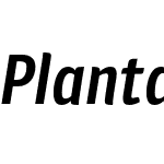 Plantago Condensed