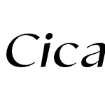 Cicada